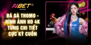 Đá Gà Thomo - Hình Ảnh HD 4K Từng Chi Tiết Cực Kỳ Cuốn