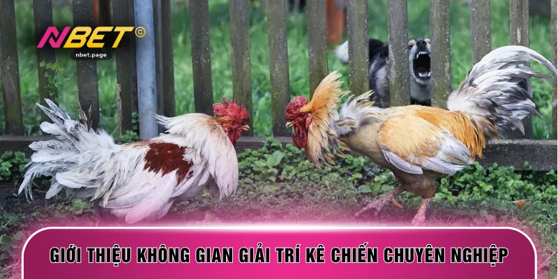 Giới thiệu không gian giải trí kê chiến chuyên nghiệp