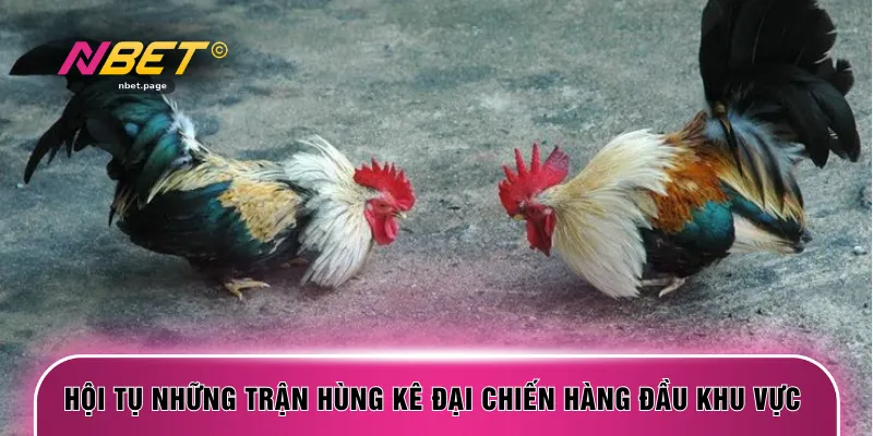 Hội tụ những trận hùng kê đại chiến hàng đầu khu vực 