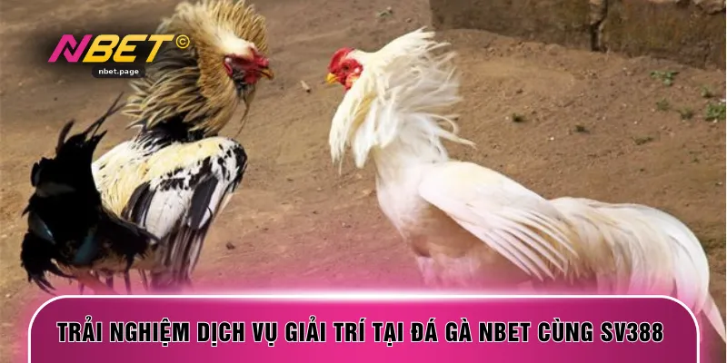 Trải nghiệm dịch vụ giải trí tại đá gà NBET cùng SV388 